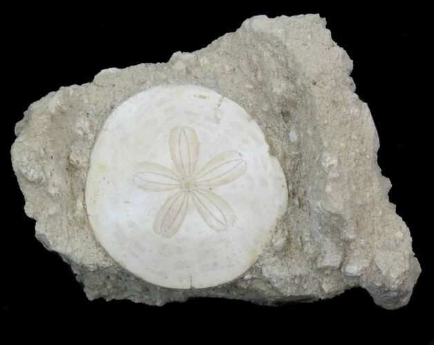 Fossil Sand Dollar (Scutella) - France #41370